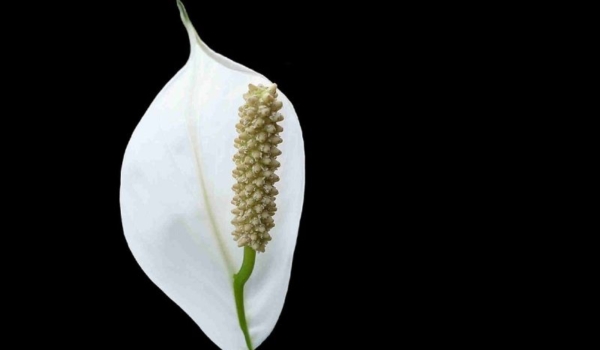 Odeszła od nas śp.  Anna Starostecka