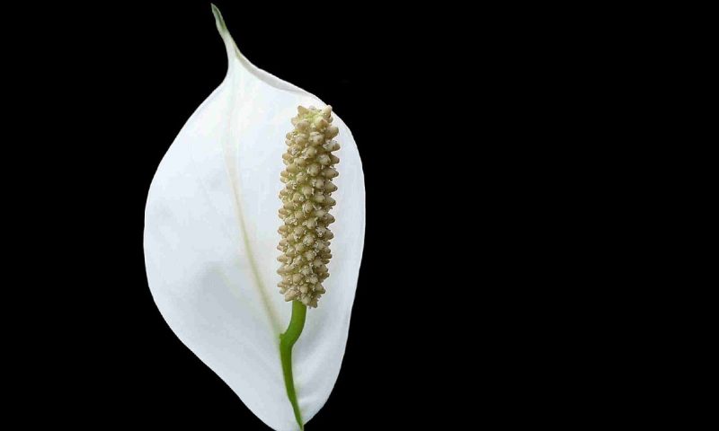 Odeszła od nas śp.  Anna Starostecka